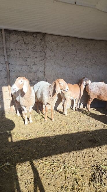 Аквариумы: Продаю | Овца (самка) | Арашан | Для разведения | Ярка — 3