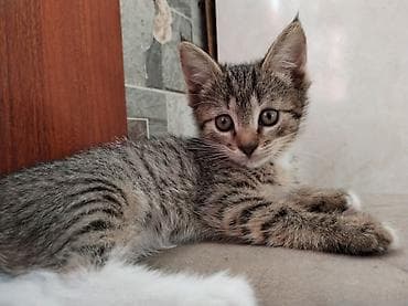 кошка токмок: 3 айлык, Ургаачы, Аргын, Лотокко барууга үйрөтүлгөн, Курттардан тазаланган — 5
