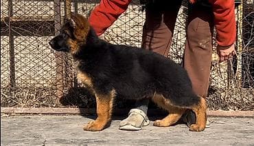 бельгийские овчарки малинуа: Питомник Temir Haus Kennel — помет немецкой овчарки от 08.03.2026 — 9