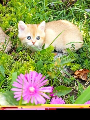 показы 1 354 72 договорная кошка даром британская короткошёрстная 1 год мальчик метис 2 позвонить написать: Шотландский котенок (девочка/страйт) золотого окраса - Окрас: тёплый — 3