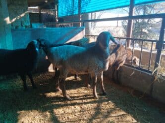 в связи с переездом отдам попугая жако в добрые руки: Продаю | Овца (самка) | Для разведения | Матка — 2