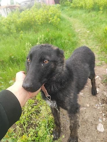 Продажа собак: Бельгийская овчарка, 4 месяца, Самец, С прививкой — 1