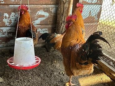 собаки сколько стоит: Продаю | Петух, Инкубационные яйца | Кучинская | На забой, Для разведения, Несушки — 1