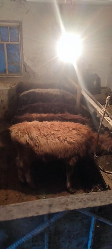 жидкий корм: Продаю | Музоо, торпок — 3