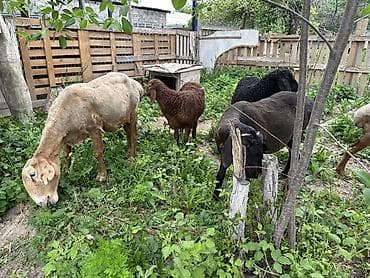 животные кошки: Продаю | Овца (самка) | Для разведения | Матка — 5