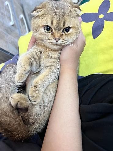 Скотиш Фолд (Шотландская вислоухая), 1 год, Девочка, Золотая шиншилла — 1