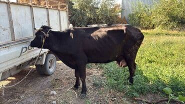 Ветеринар кызматы: Сатам | Уй (ургаачы) | Сүт алуу үчүн | Байланган — 3