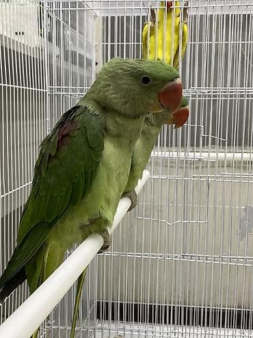 Животные: Александрийские попугаи (Psittacula eupatria) Цена : 35000 сом за — 1