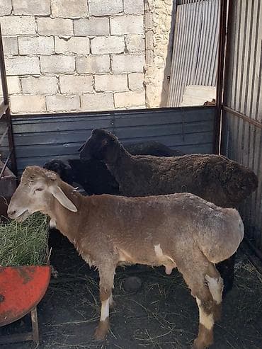 Үй жаныбарлары: Сатам | Ургаачы кой (ургаачы), Кочкор (эркек) | Союуга | Токту — 2