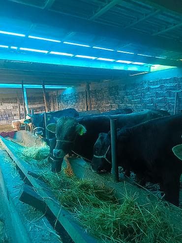 Үй жаныбарлары: Сатам | Бука (эркек) | Бордоп семиртүү үчүн | Байланган — 2