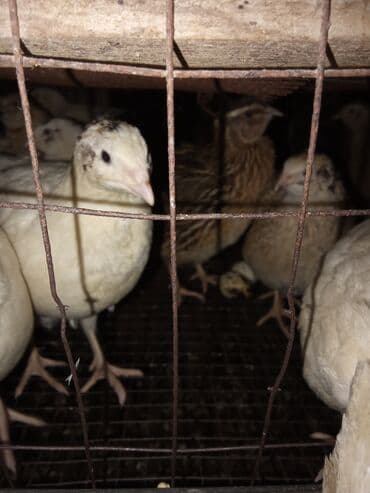 объявления о найденных собаках: Продаю | Куры | Домашняя — 1