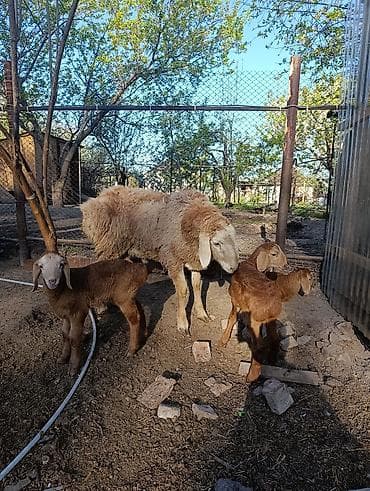 мал доктор: Продаю | Баран (самец) | Арашан | Для разведения | Матка — 5