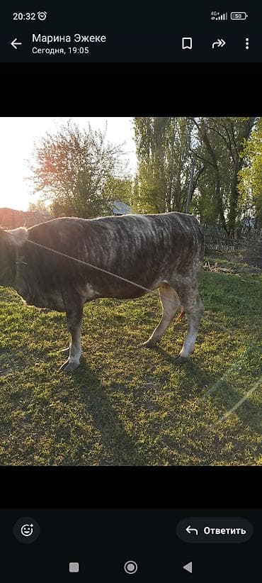 продажа орловских жеребят: Продаю | Корова (самка) | Привязанные — 4