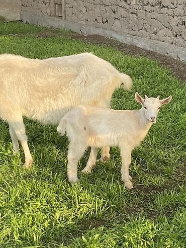 коровы самка: Продаю | Коза (самка) | Для молока — 1