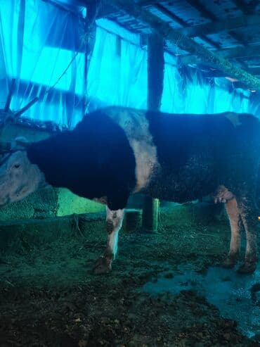 обмен на корову: Продаю | Корова (самка) | Голштин | Для разведения, Для молока — 4