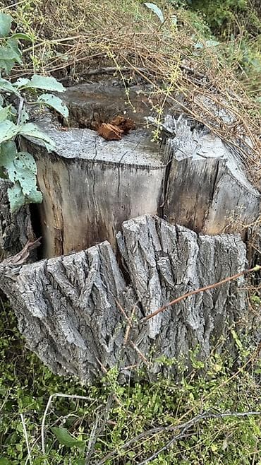 Дом и сад: Дрова Фруктовая древесина — 8