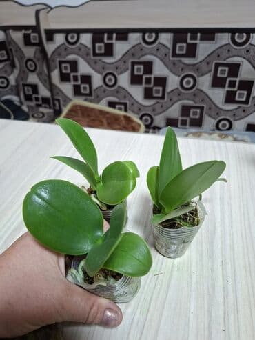 казаны оптом: Продается. спатифилум женское счастье, монстера орхидея — 2