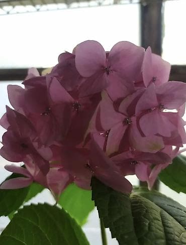 Гортензиялар: Гортензия крупнолистная (Hydrangea macrophylla), розово‑сиреневая — 1