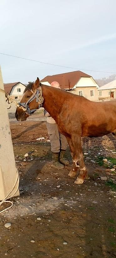 жылкы бе: Сатам | Байтал | Ат спорту — 2