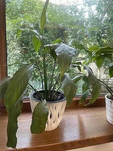 Спатифиллум (Spathiphyllum) женское счастье вместе с горшком 450 сом