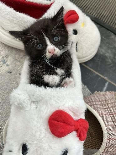 британские котята в дар: Срочно продаю котенка Очень умный, знает латок на 5+ игривый, спит — 2