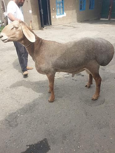 С/х животные и товары: Продаю | Баран (самец) | Гиссарская | Для разведения | Осеменитель — 3