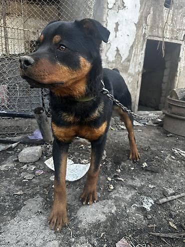 собаки лабрадор: Ротвейлер, 5 месяцев, Самец — 1