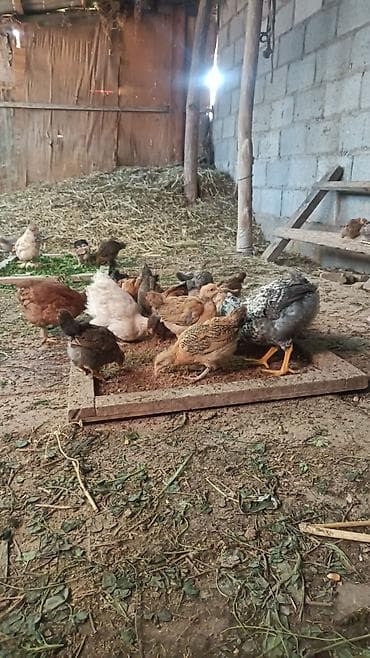 кролик домашний: Продаю | Цыплята | Для разведения — 5