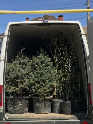 бишкек подарки для мужчин: Саженцы деревьев: Ели, Самовывоз, Платная доставка — 10