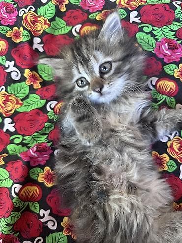 котята сфинкса купить: Пушистые котята-длинношёрстики, тигрово-черепахового и дымчато‑серого — 2