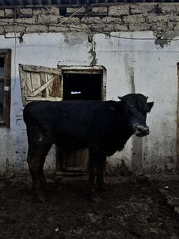 кошки пародистые: Продаю | Бык (самец) | На откорм — 2