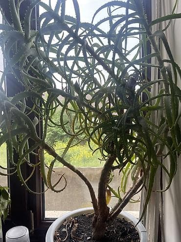 толстянка купить: Алоэ древовидное (Aloe arborescens) в крупном пластиковом горшке — 1
