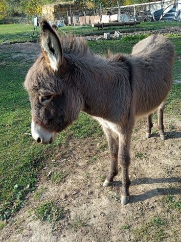 купить черную немецкую овчарку: Ослы домашние, серой масти. Описание: - Взрослая пара ослов с ровной — 6