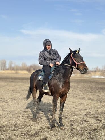 Жылкылар, аттар: Сатам | Байтал | Жумушка — 8