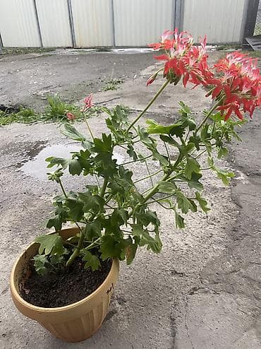 себет нан: Комнатные цветы в горшках — любые по 300 сом. В наличии: - Пеларгонии — 2