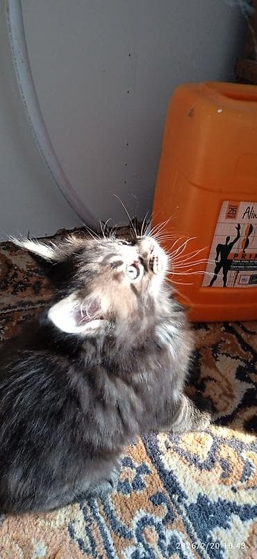 Мейн-Кун!!! Тигрёнок 🥰. Продается Шикарный, чистокровный котик от