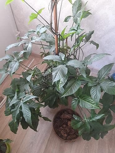 растение для дома и офиса: Только звонить по номеру, в сообщения не отвечаю. Оптом или поштучно — 10