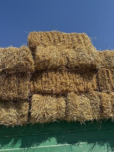оптом кукуруза: Тюки соломы (прямоугольные) плотные сухие доставка Петровка беловодск — 2