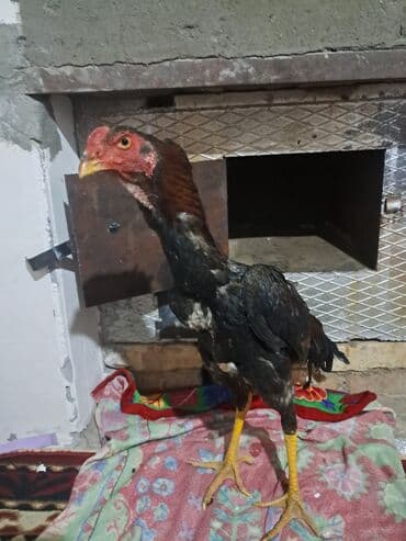 Продаю | Петух | Для боев at lalafo.kg Продаю | Петух | Для боев