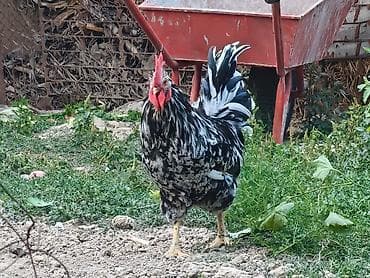 ак кой: Продаю | Петух | Для разведения — 9