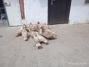 спортивные седло: Продаю | Индюк (самец) | Полукровка | Для разведения | Племенные — 2