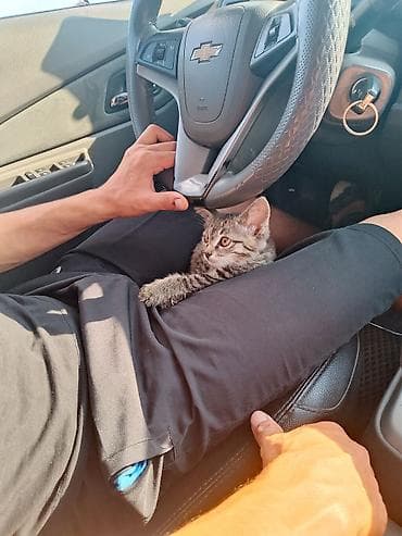 жалал абад кошки: Потерялся котёнок в Баткин 1 2 месяца ушёл вчера и не вернулся — 3