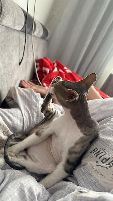 Корниш-рекс — элегантные кошки с волнистой, бархатистой шерстью и — 4