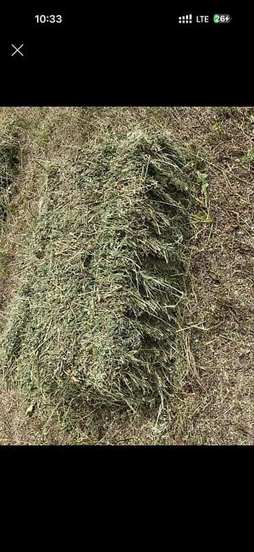 силос продажа: Сено в тюках - Натуральное луговое сено, скошено и высушено на — 1
