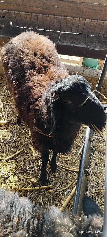 дорпер баран купить: Продаю | Овца (самка) | Для разведения — 2