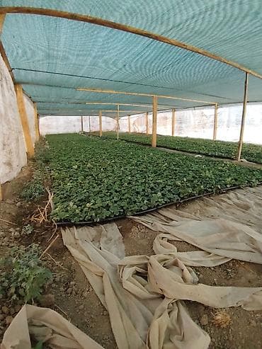 фрукт: Клубника кочот сатылат Мурано жана Альбион сорттогу баасы 12 сом — 1