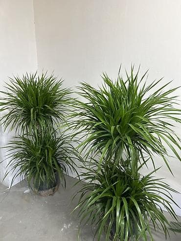 горшок для цветок: Драцена (вероятно Dracaena marginata) — крупное комнатное растение в — 2