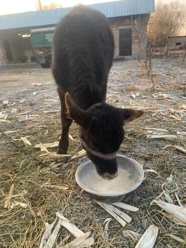 щенки французкого бульдога: Сатам | Кунаажын | Аргын | Бордоп семиртүү үчүн | Байланган — 2