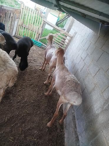 голуби животные: Продаю | Овца (самка) | Для разведения | Племенные — 5