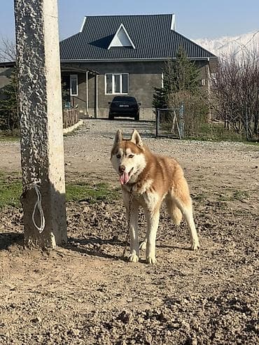 собаки купить: Сибирский хаски, кобель, рыже-белый окрас с белой маской и голубыми — 1